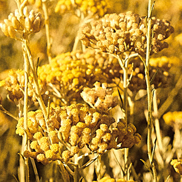 Immortelle Oil Extract