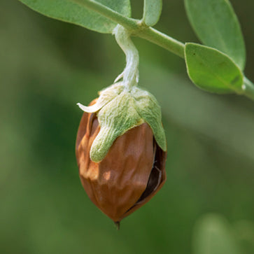 Jojoba Beads