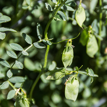 Lentil Extract