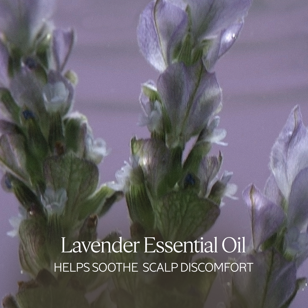 5 Essential Oils Gentle & Balance Shampoo