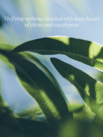 Verbena Liquid Hand Soap