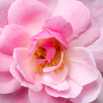 Damascena Rose Essential Oil