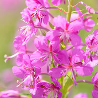 Fireweed Featured Ingredient - L'Occitane