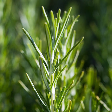 Image-text-2