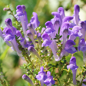 Skullcap Extract