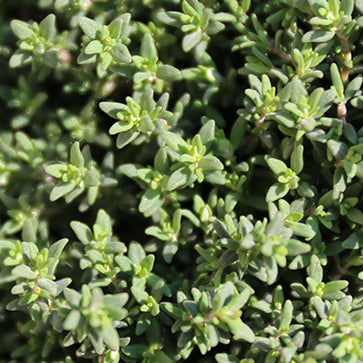 Common Thyme Extract